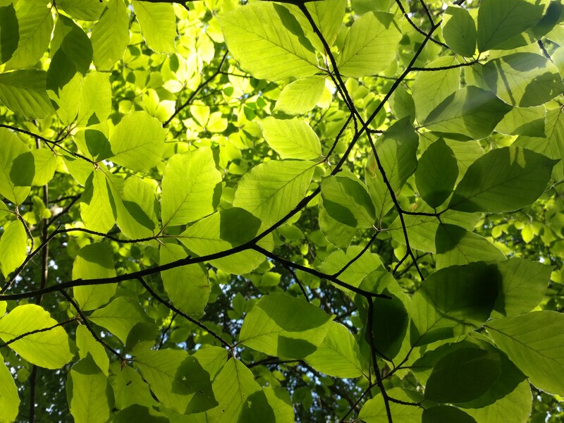 Beech trees in Spring